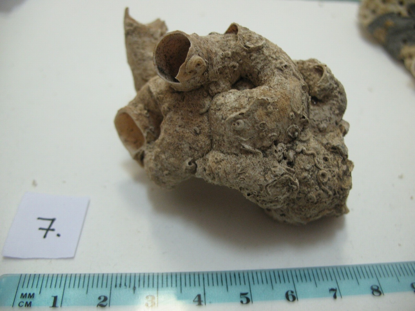 Vermes e Mollusca